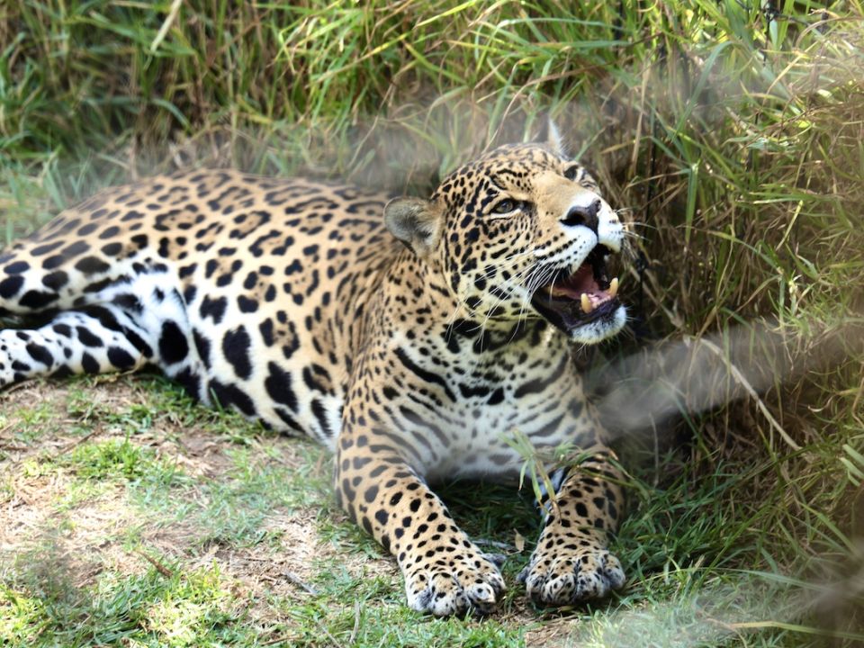 Refugio Jaguar