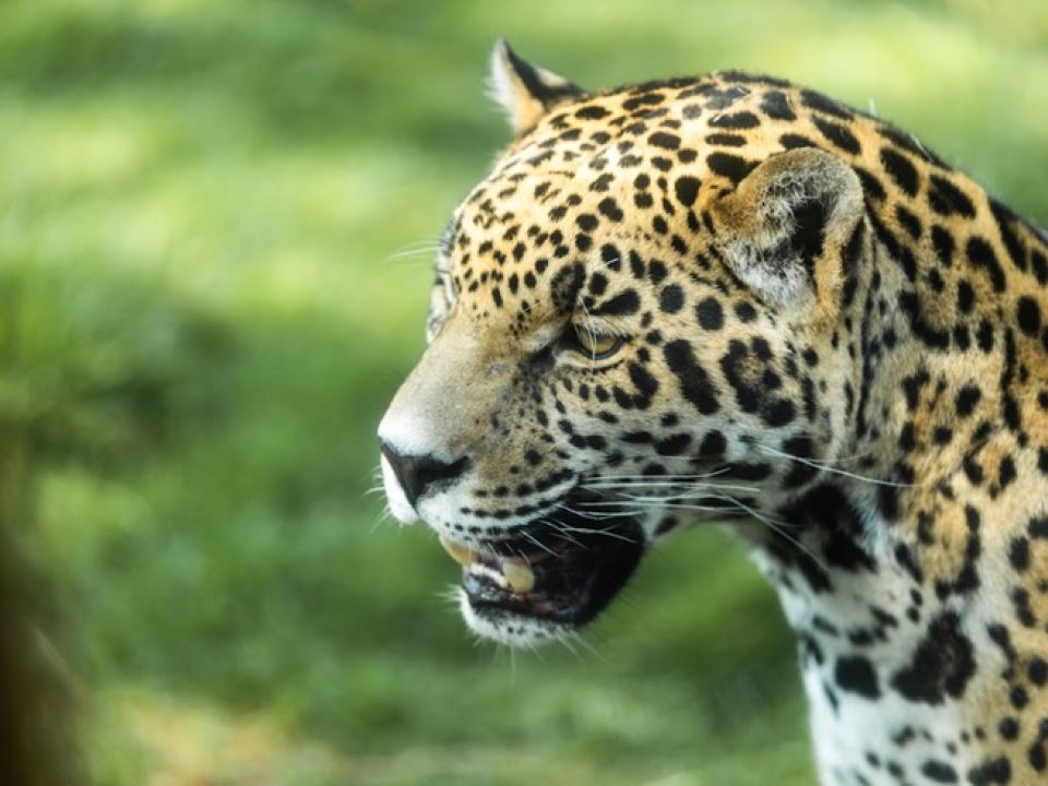 Refugio Jaguar