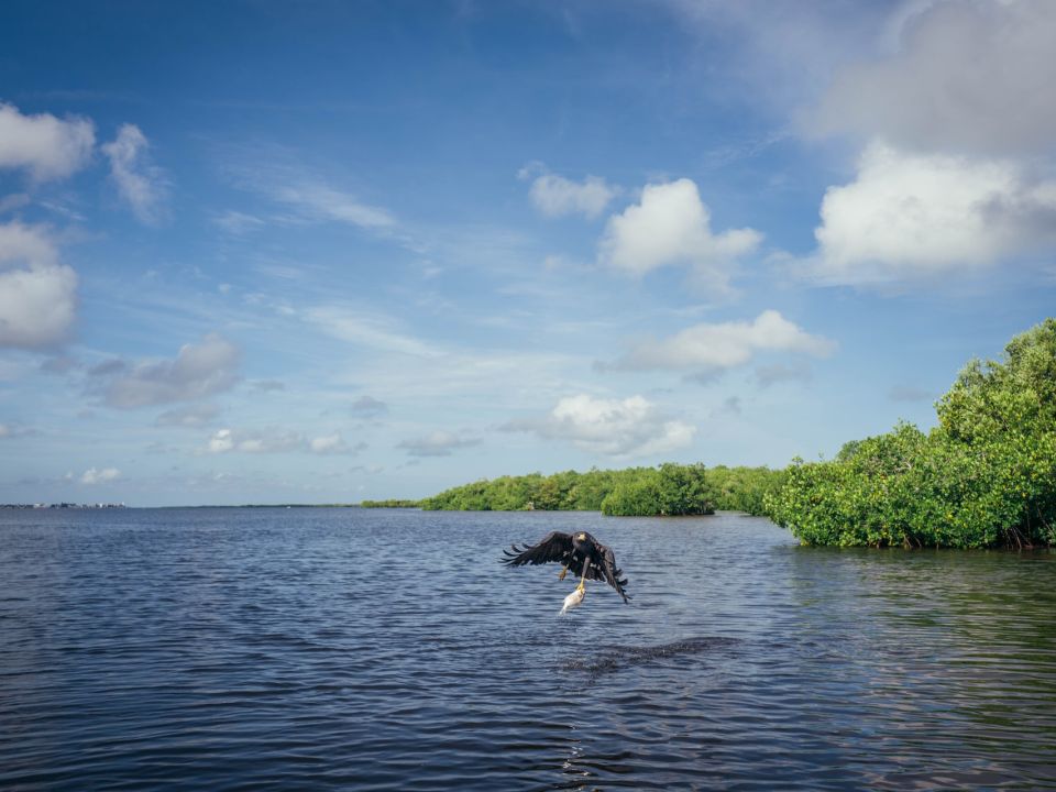 Manglar