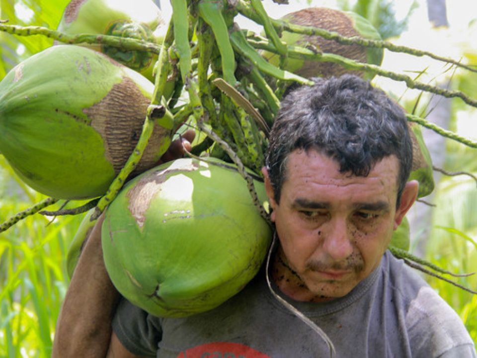 Palma de coco