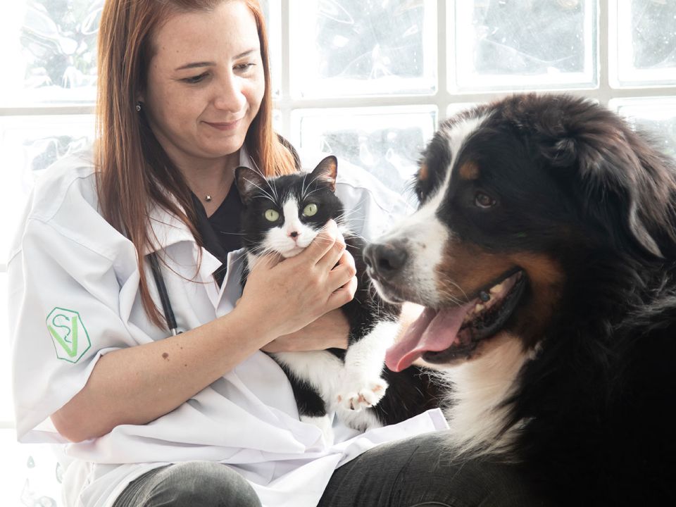 Perro y gato