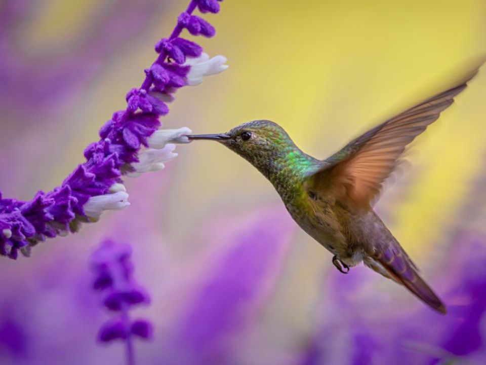 Colibrí