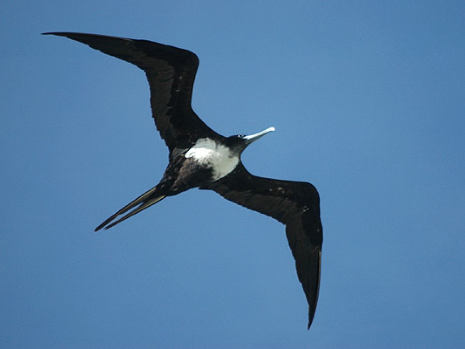 Great Frigatebird Date 	