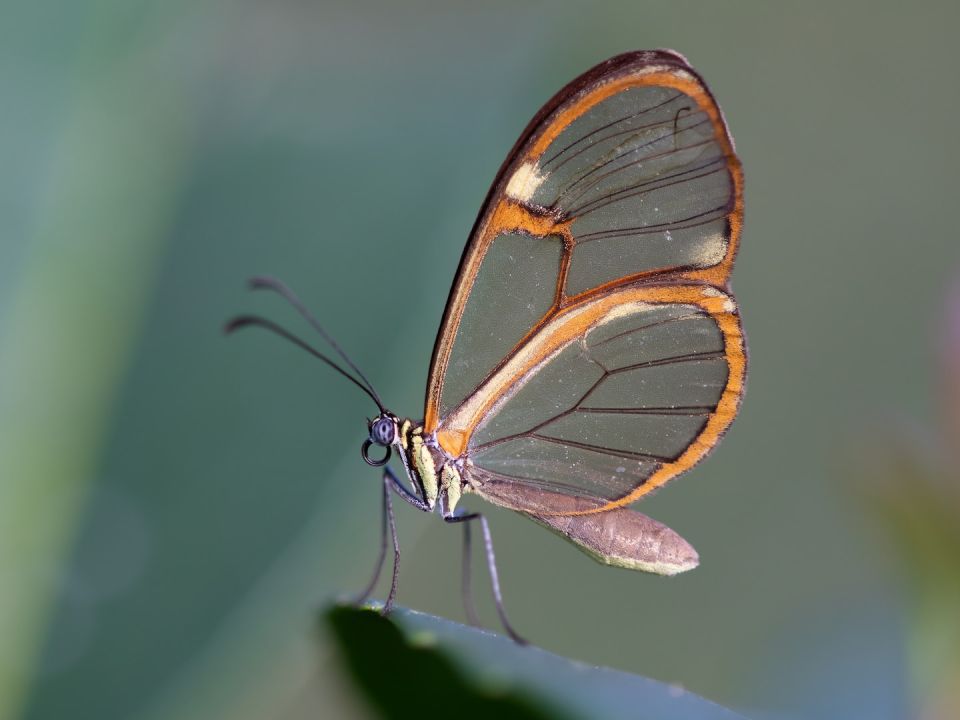 Mariposa