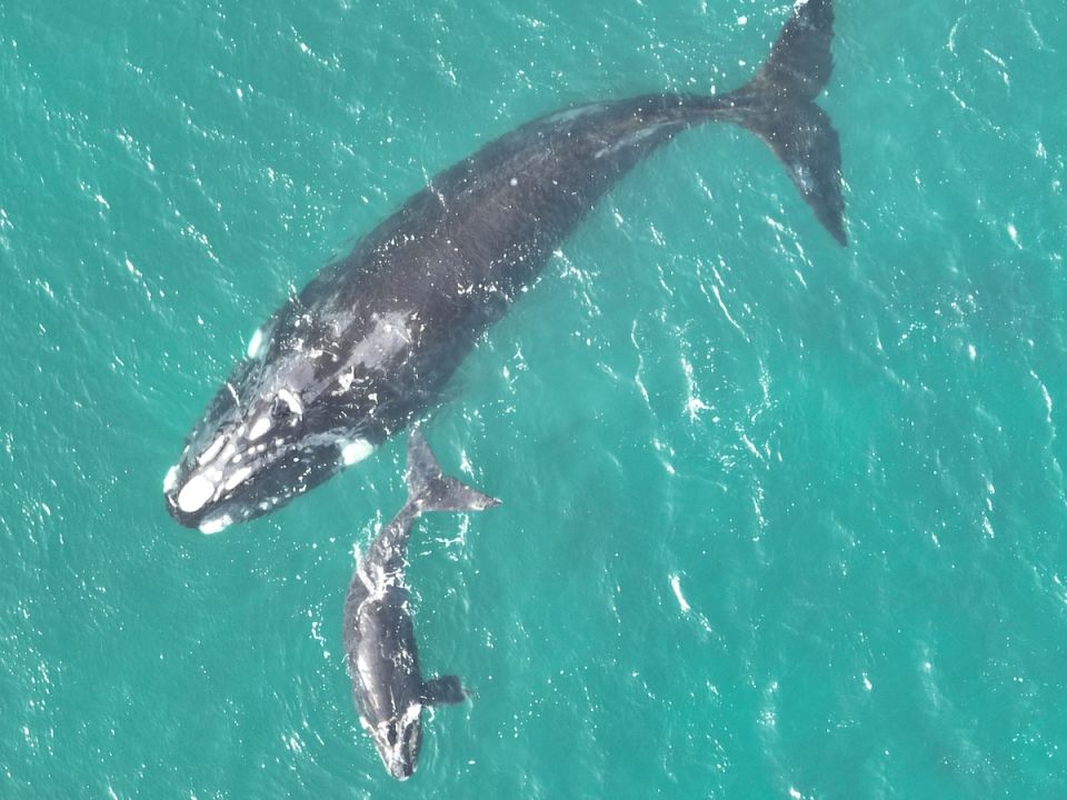Ballena franca 
