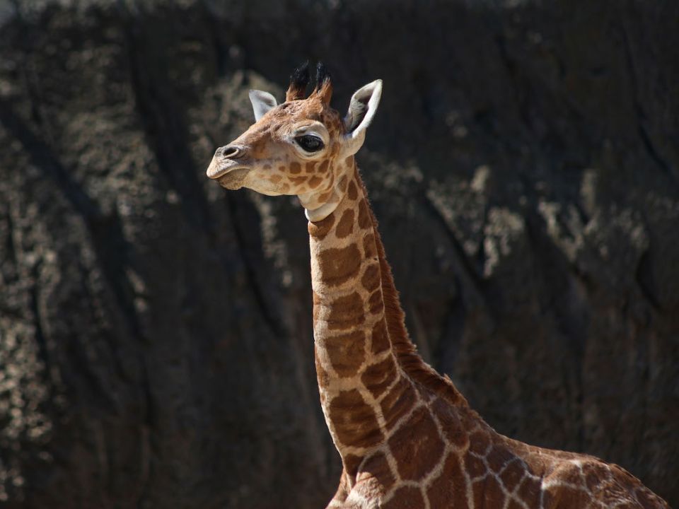 Bebé jirafa