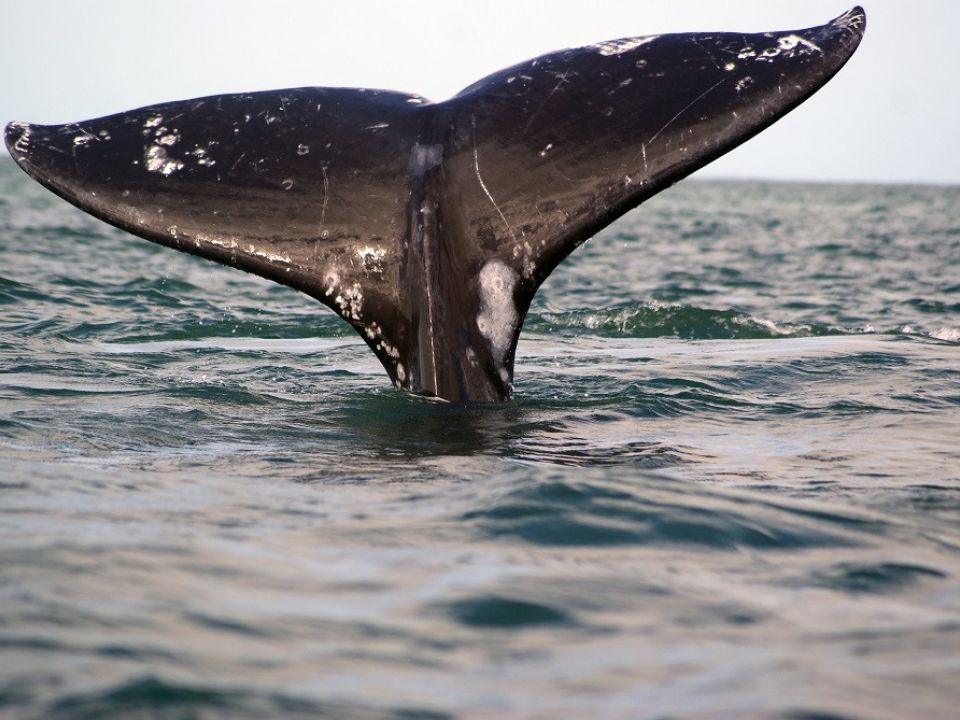 Ballena gris