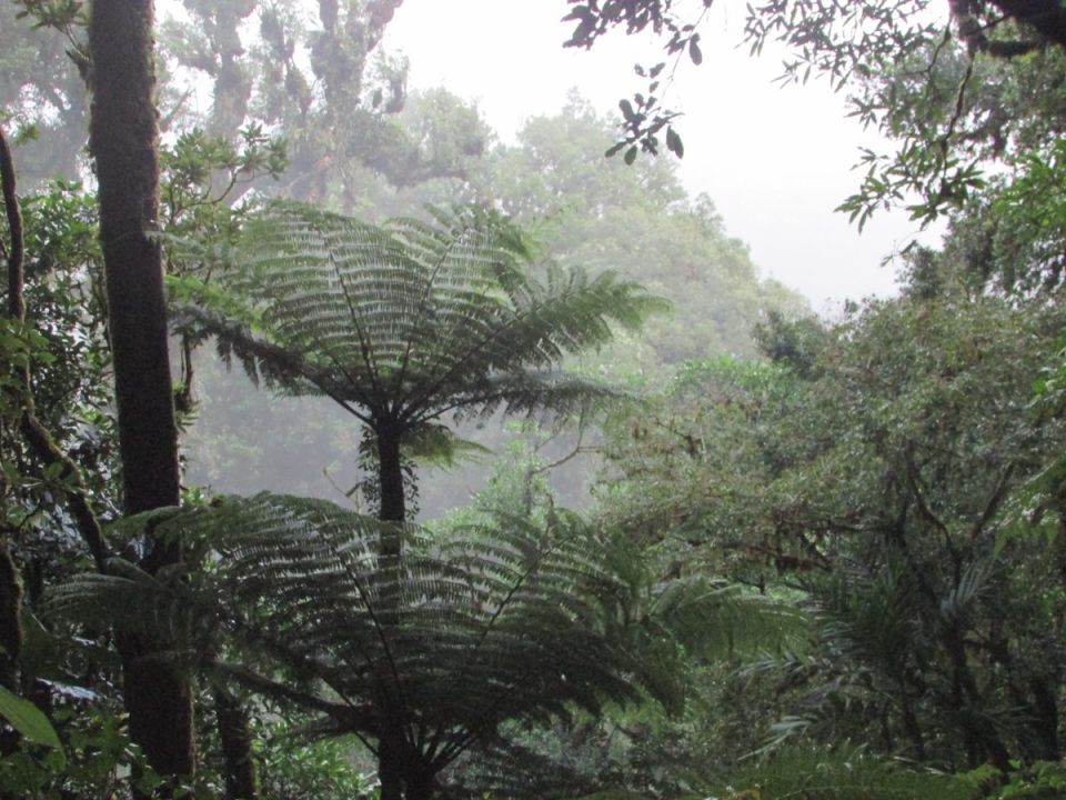 Reserva de la Biosfera El Triunfo