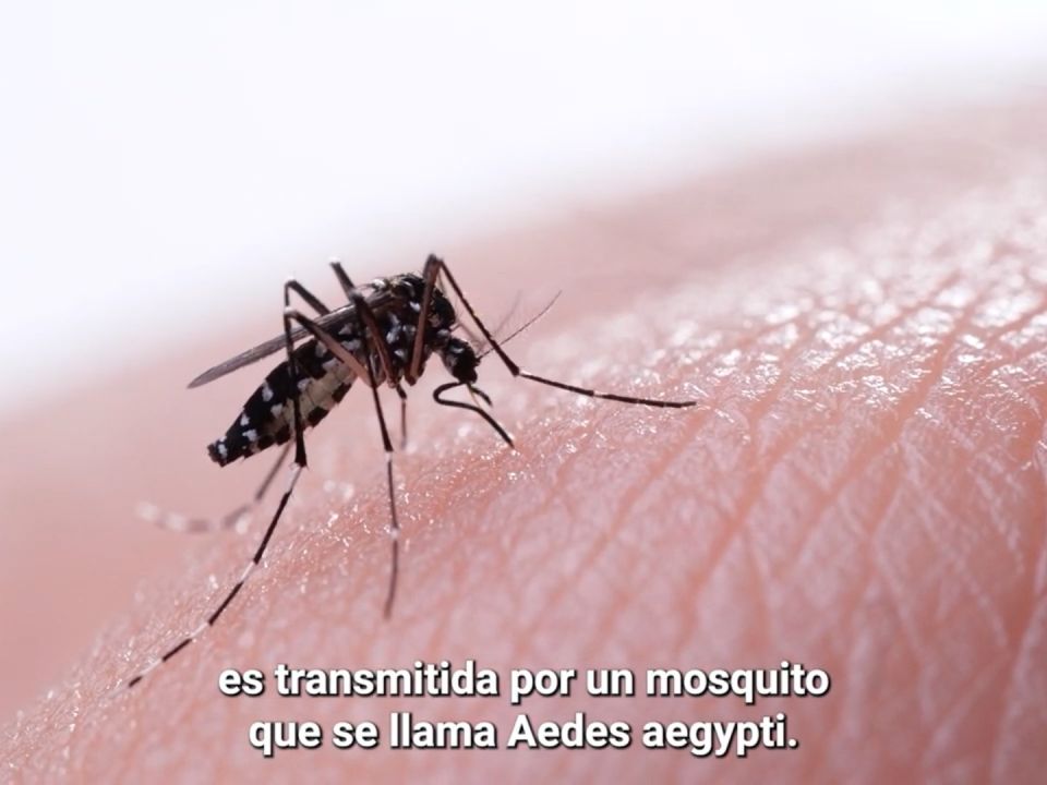 Mosquito del Dengue