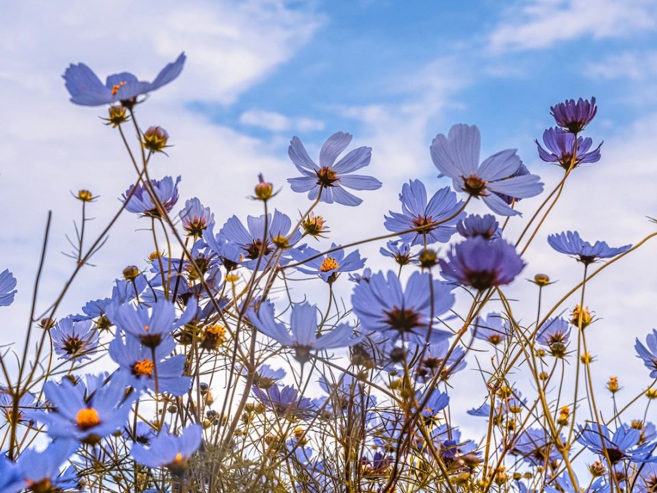 Campo de flores