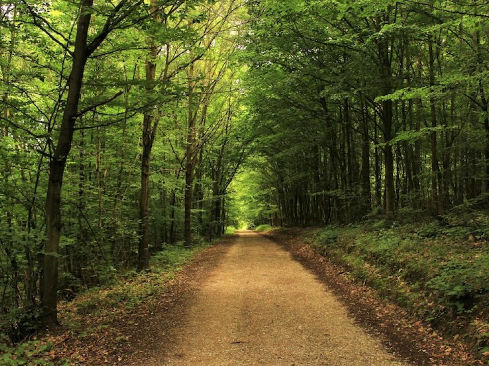 Camino en el Bosque