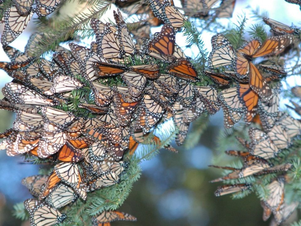 Mariposa Monarca