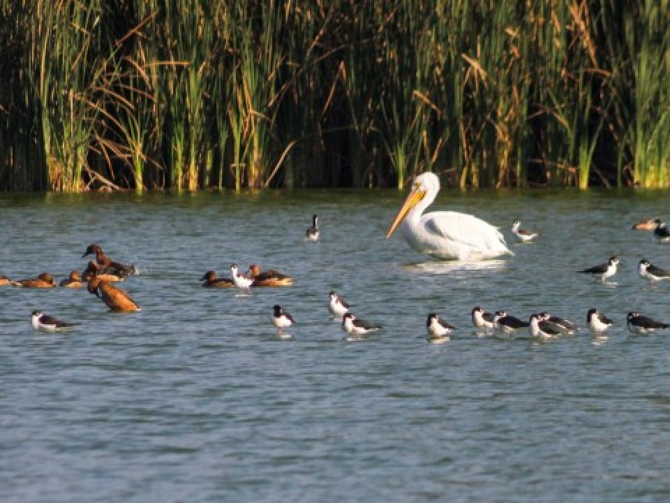 Aves