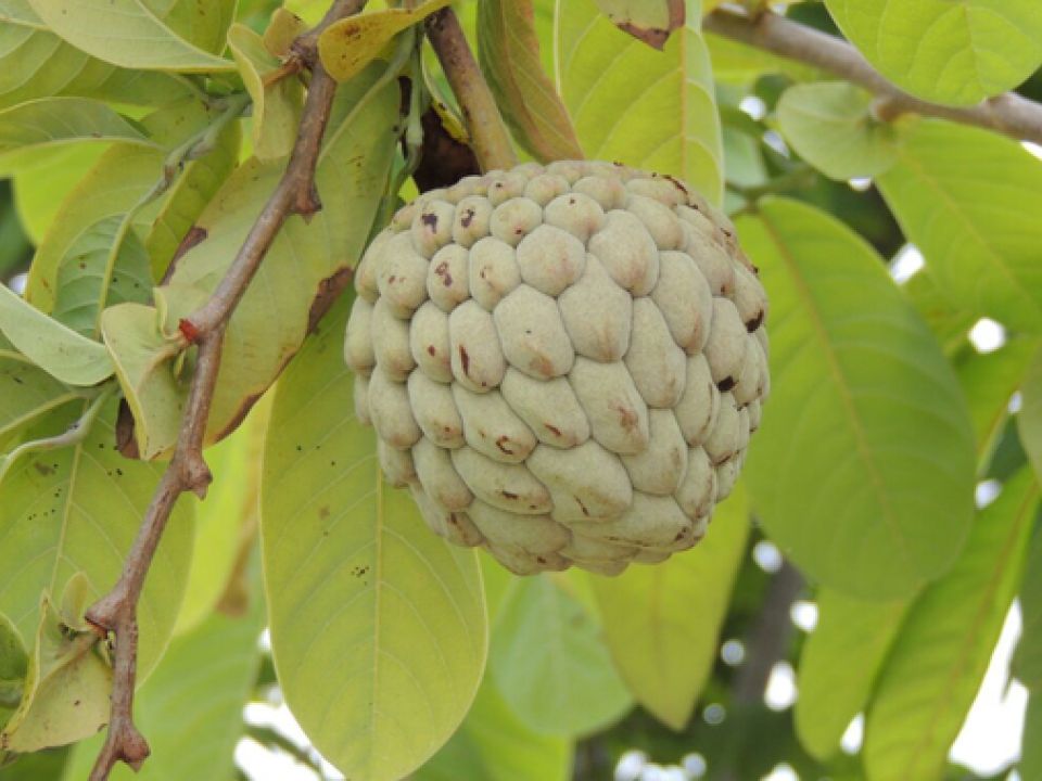 Fruto