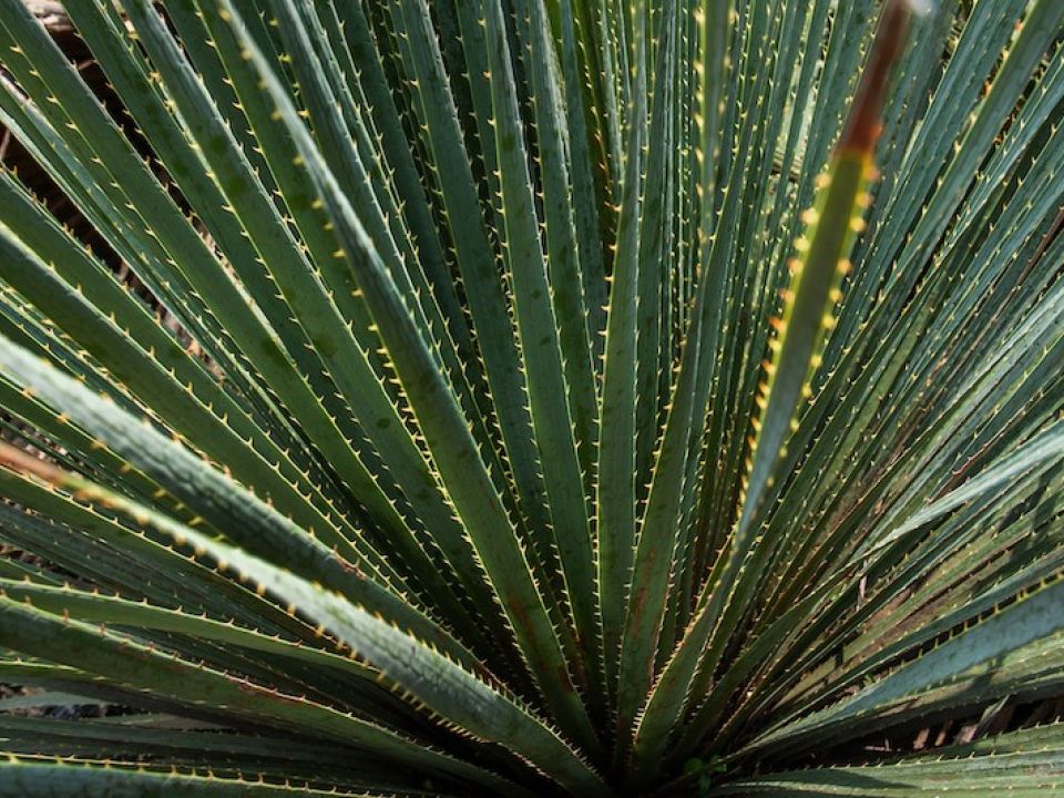 Maguey