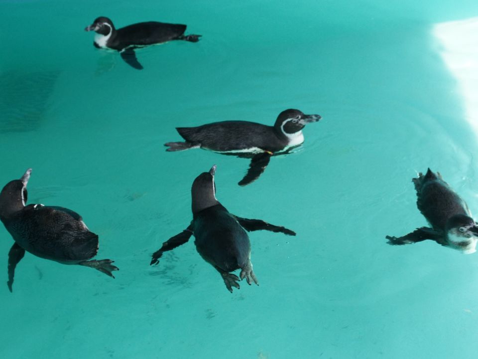 Pingüinos