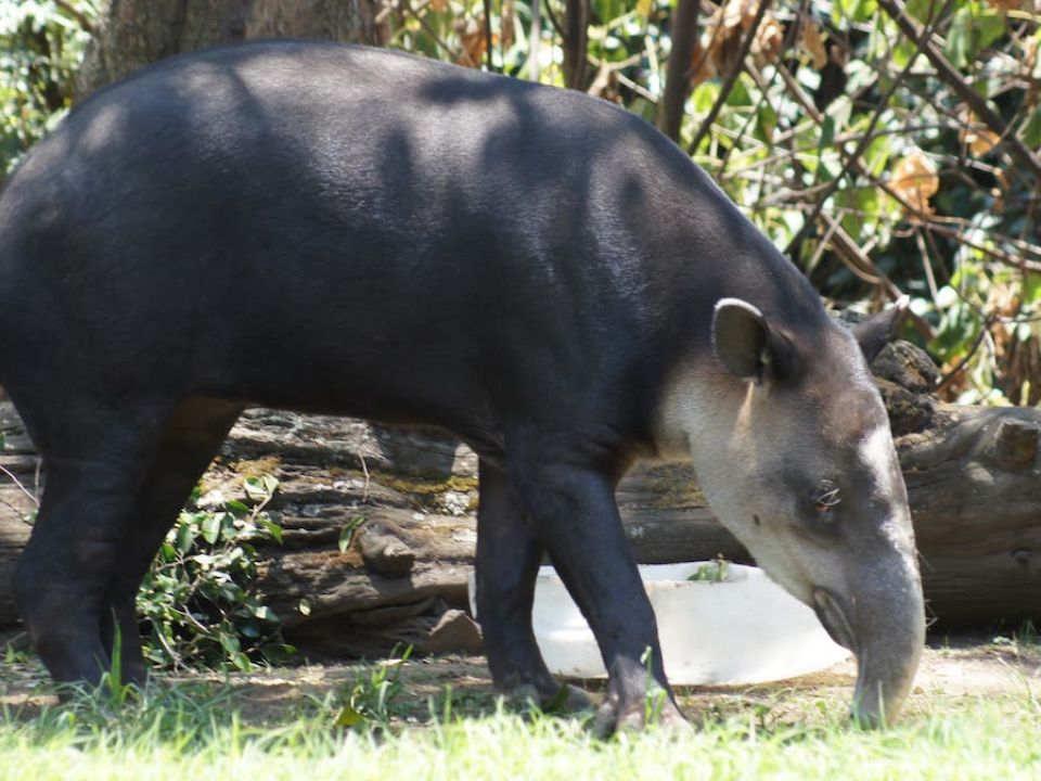 Tapir