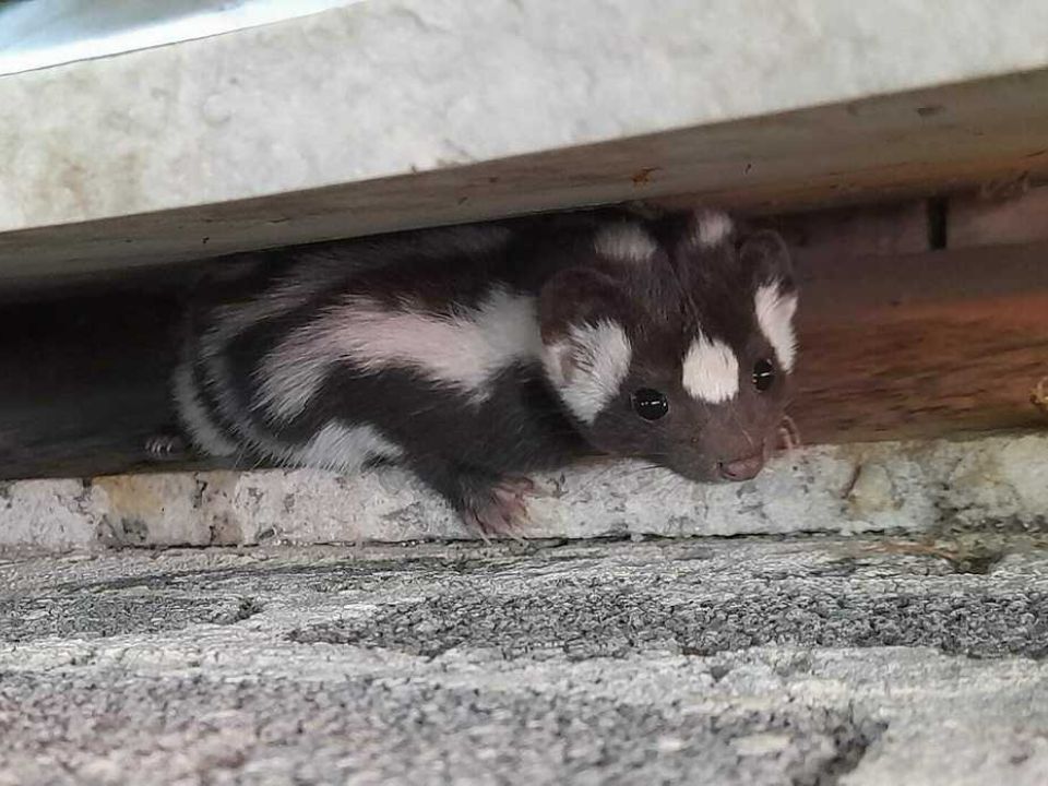 Zorrillo