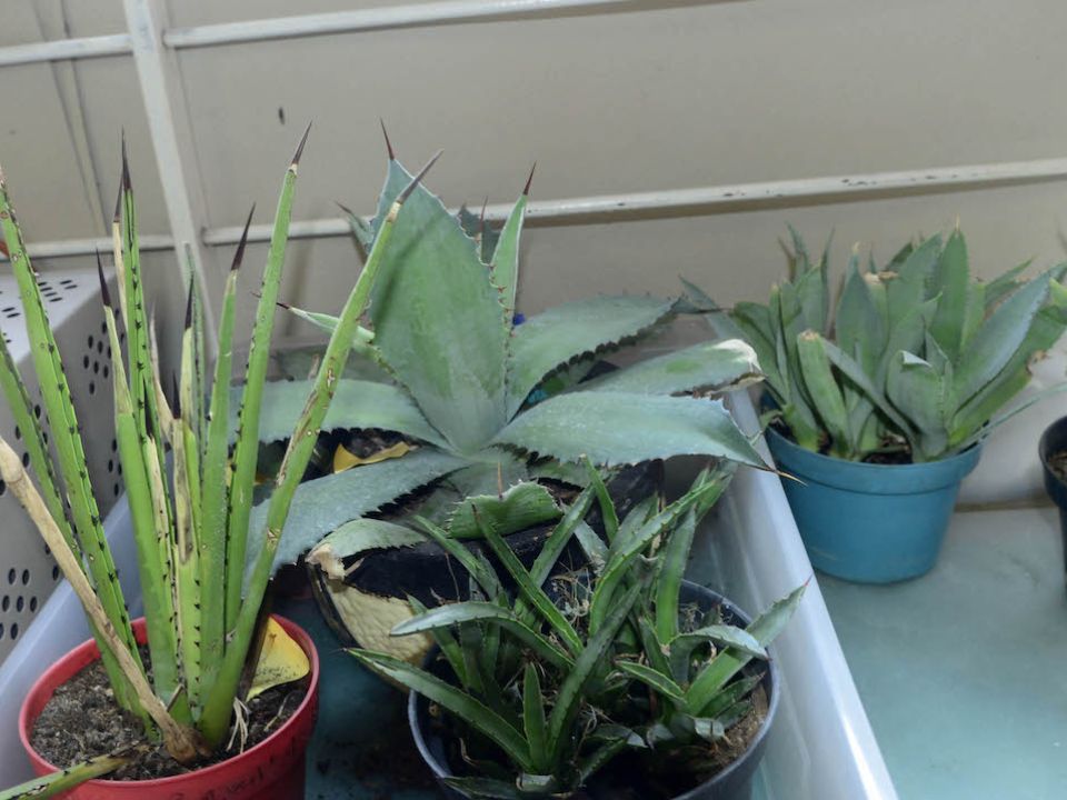 Agave 