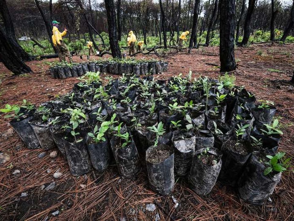 Reforestación en Jalisco
