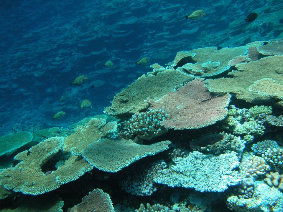 Gran Barrera Coralina