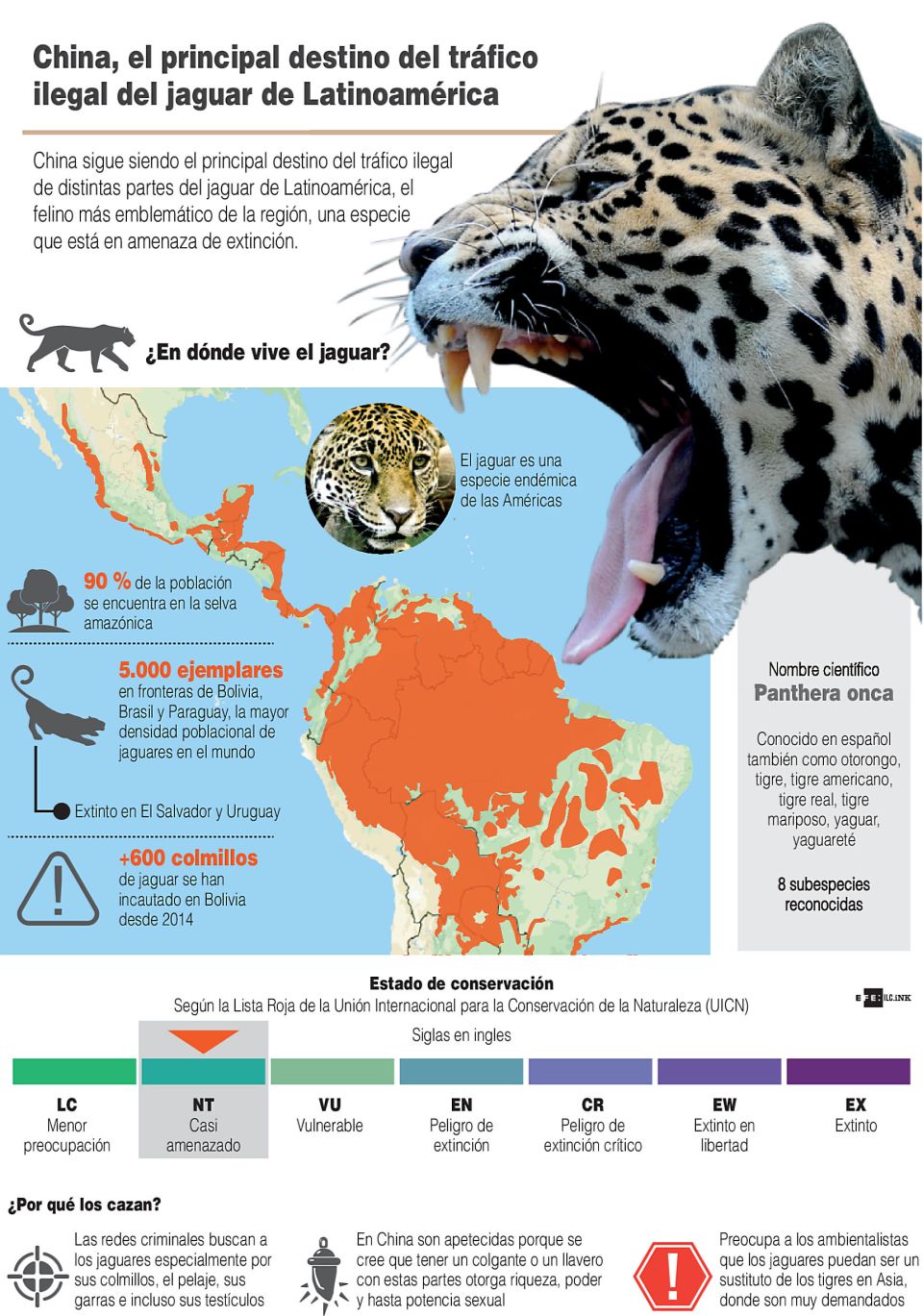 Infografía. Tráfico ilegal del jaguar