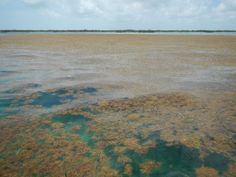 Sargazo en Florida