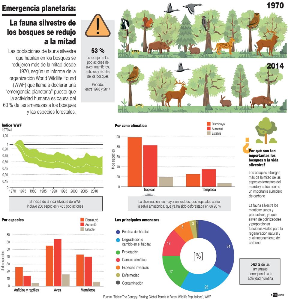 Infografía. Fauna silvestre de bosques