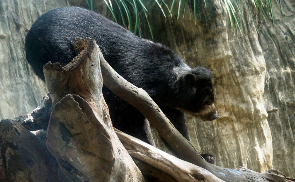 Chucho", el oso de anteojos que habita en el zoológico, en Barranquilla (Colombia). Efe/Zoológico de Barranquilla oso chucho