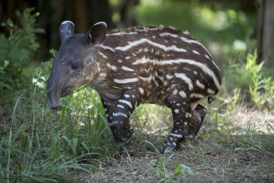 Tapir