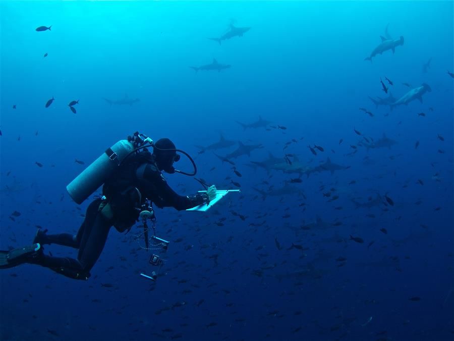 Buzo y tiburones