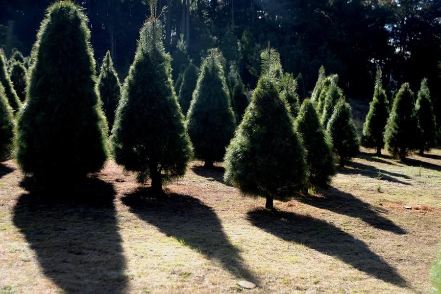 Árboles de Navidad