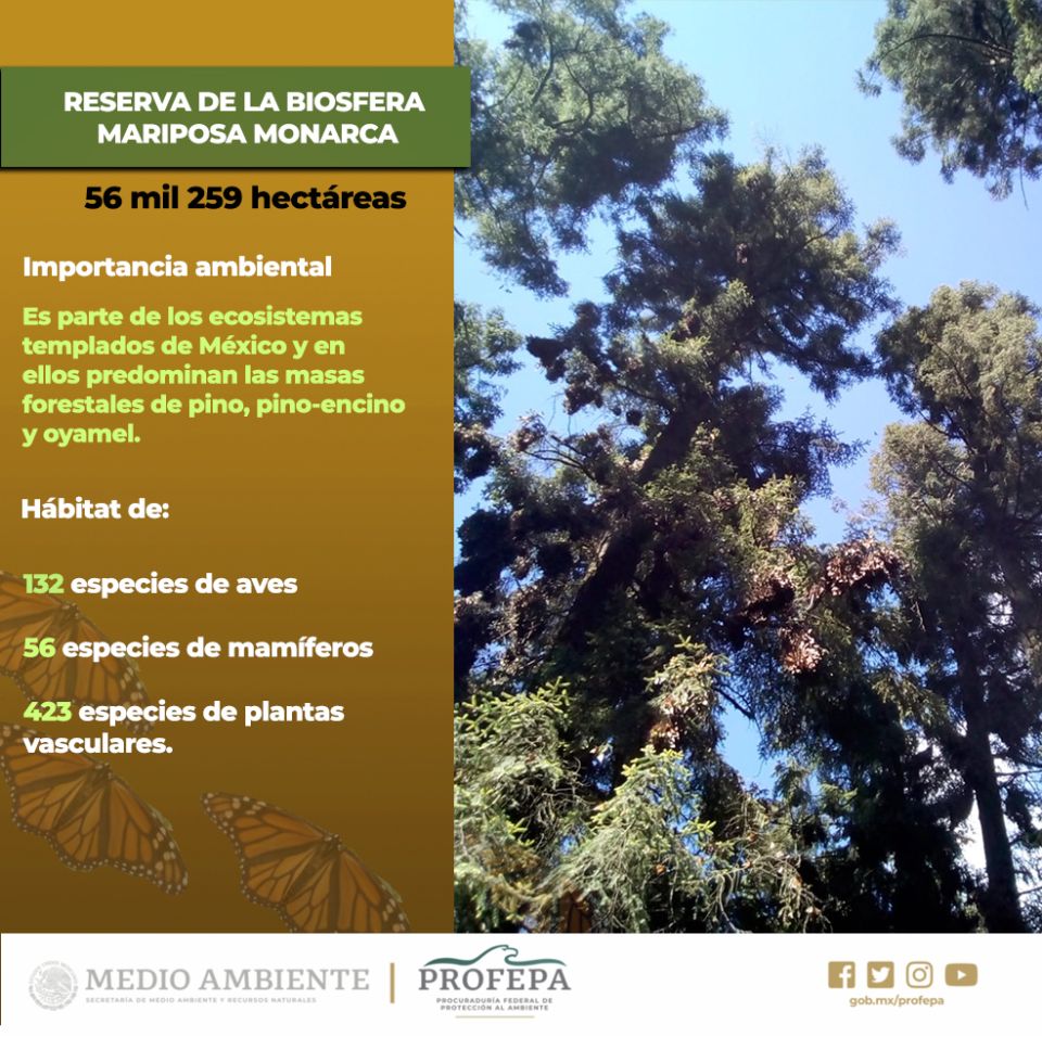 Infografía. Mariposa Monarca