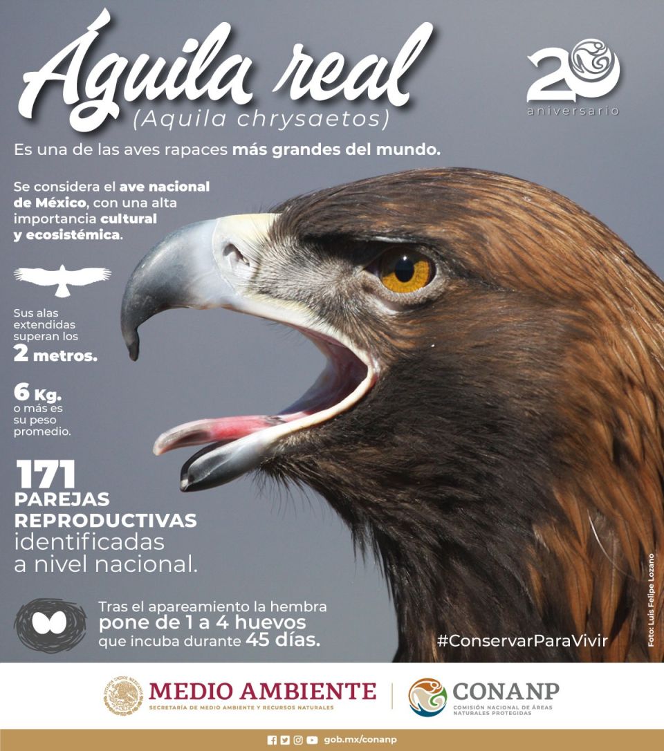 Infografía Aguila Real