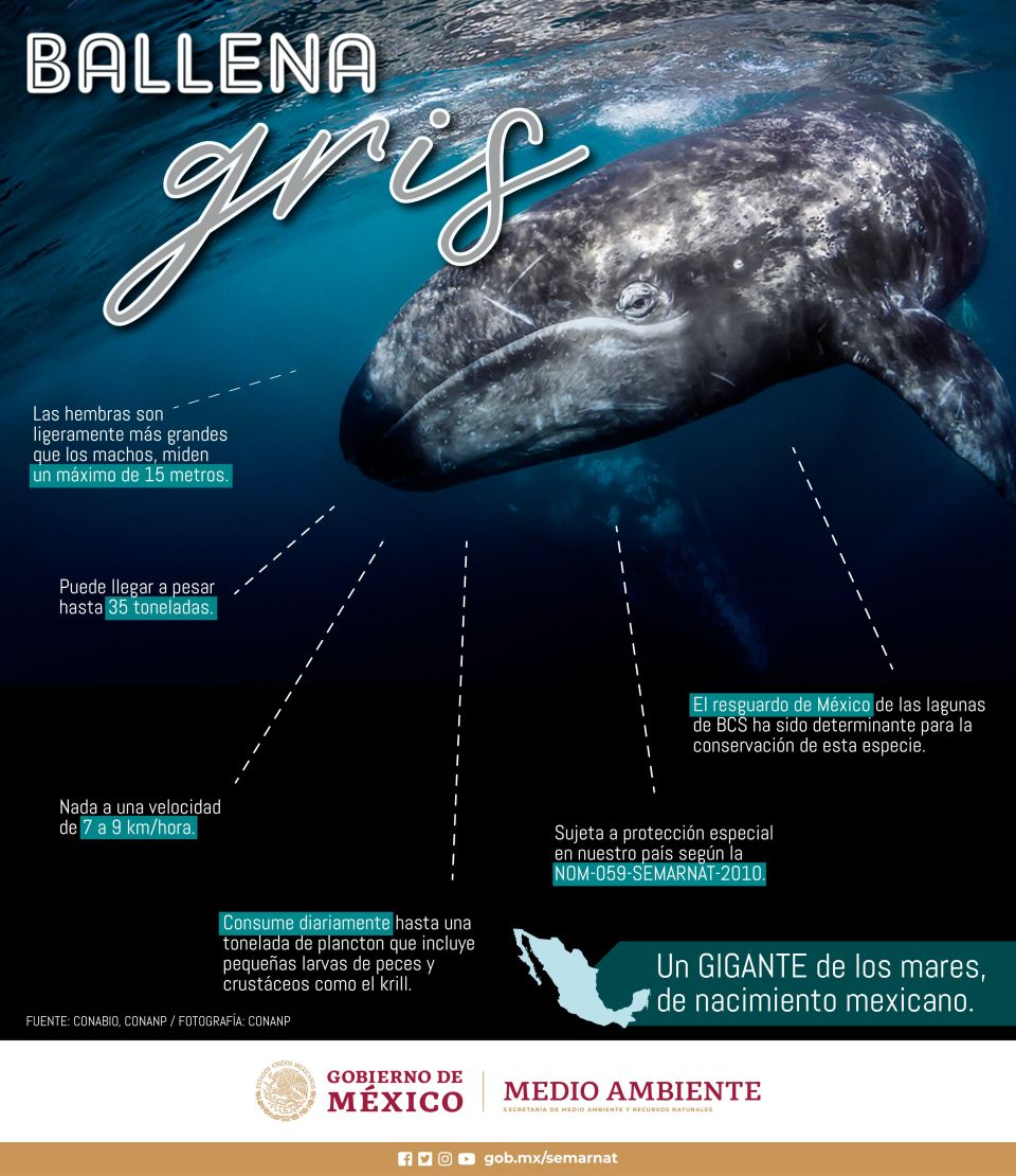 Infografía Ballena Gris