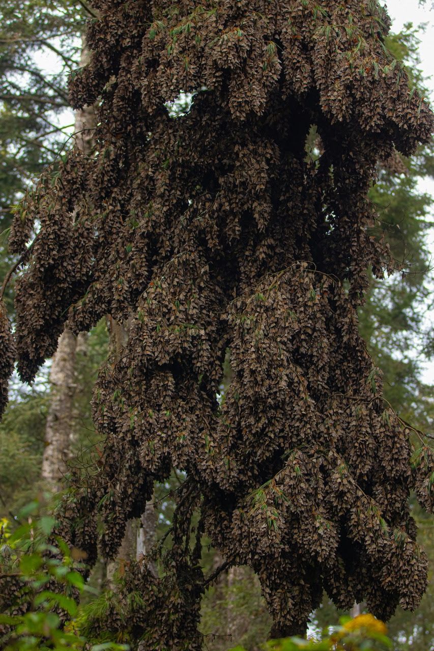 Mariposas monarcas