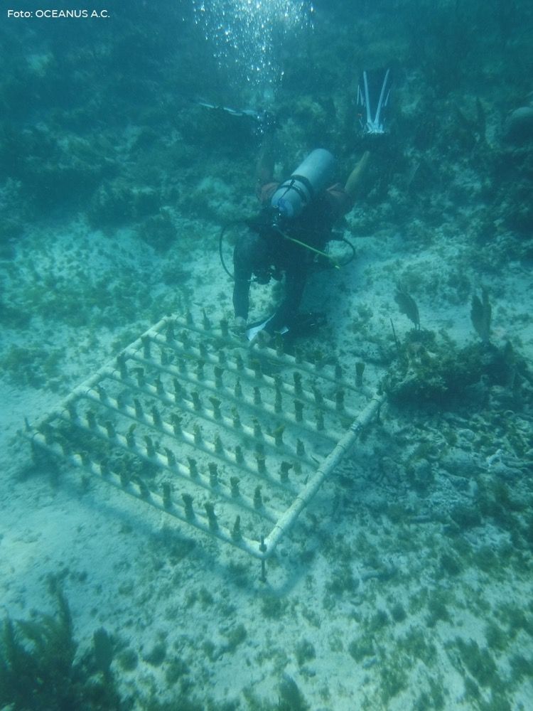 Restauración de corales