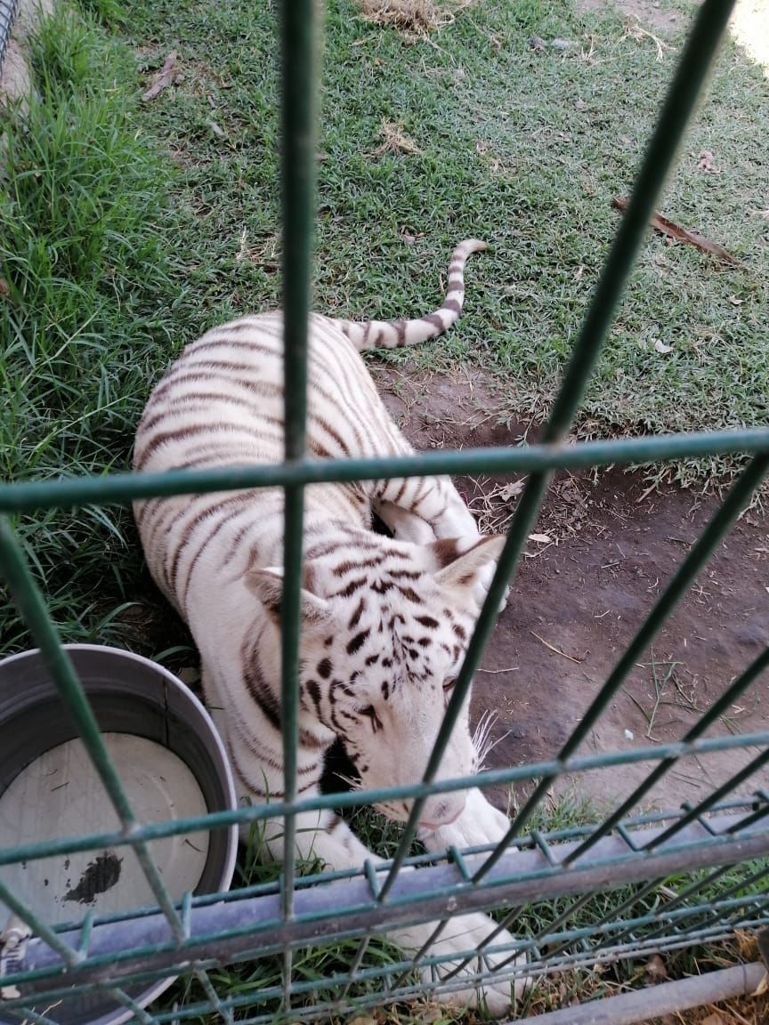 Tigre blanco