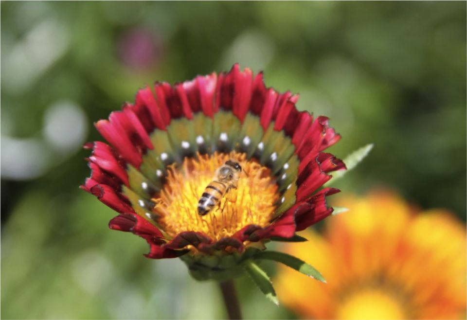 Abeja en flor