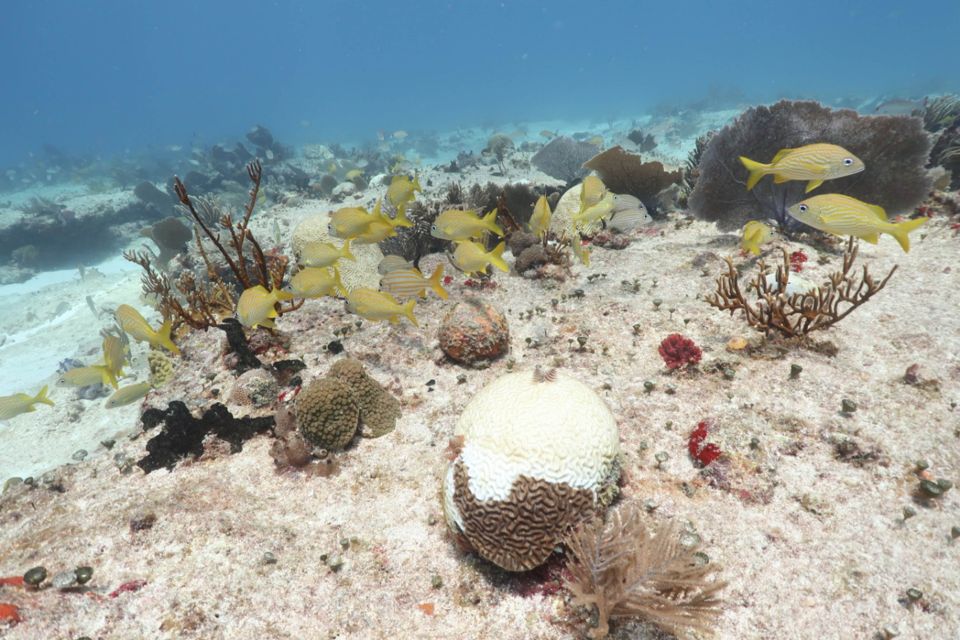 Síndrome Blanco en corales