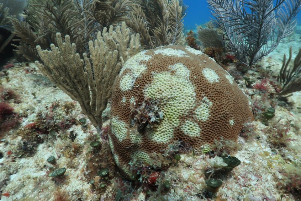 Síndrome Blanco en corales