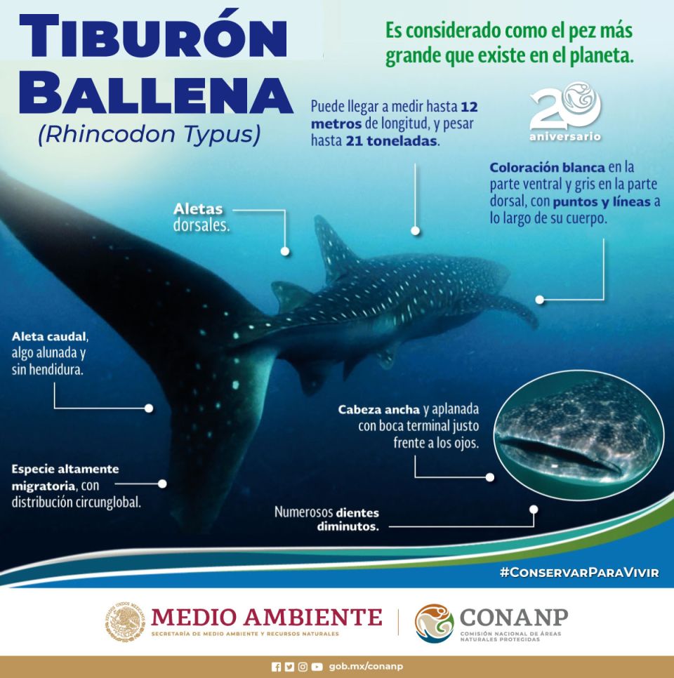 Infografía de tiburón Ballena
