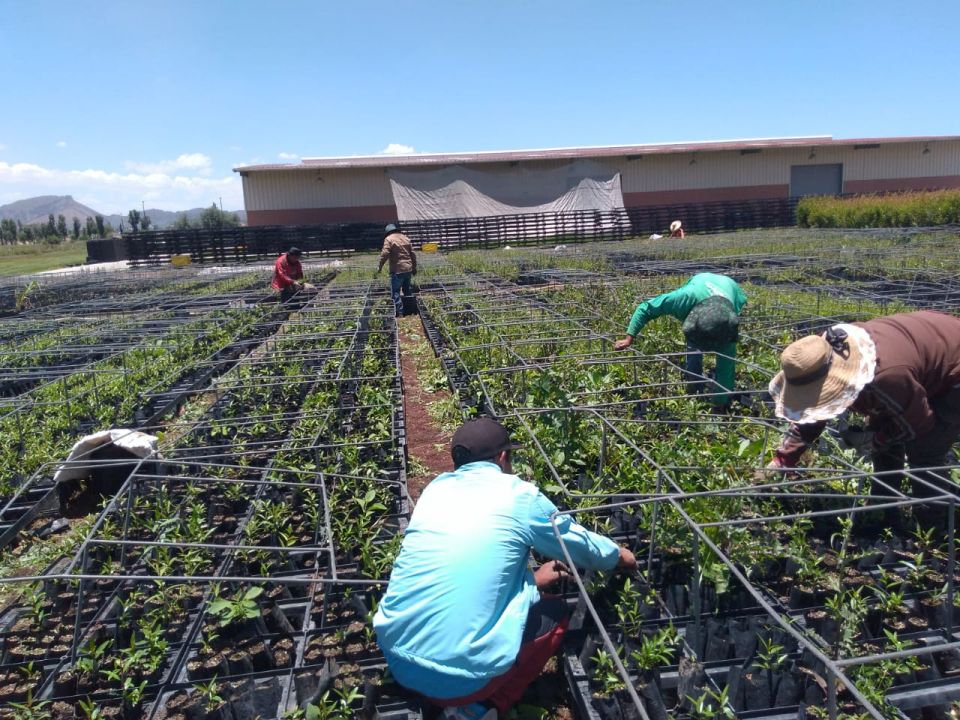 Vivero de la CdMx