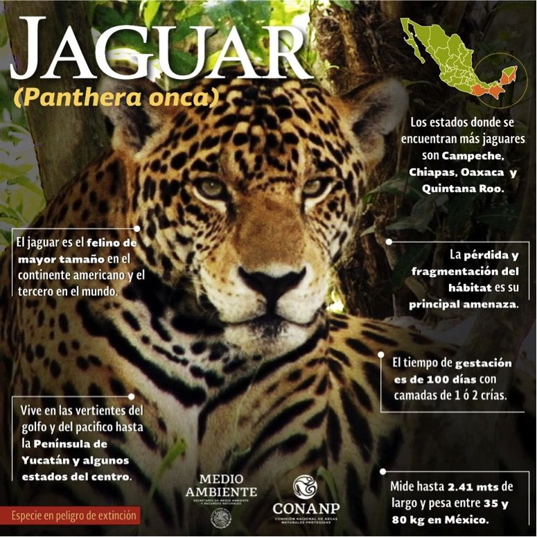 Infografía Jaguar