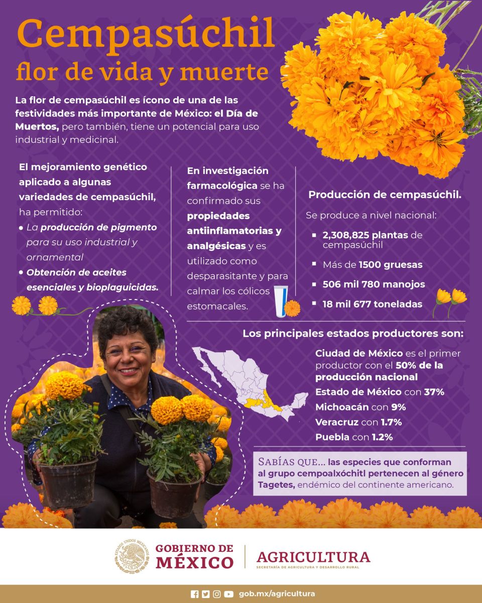 Infografía. flor de cempasúchil 