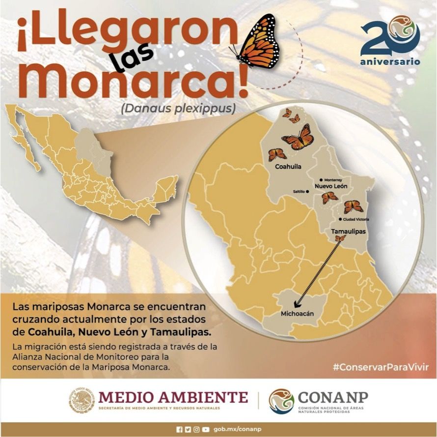 Infografía de Mariposa Monarca