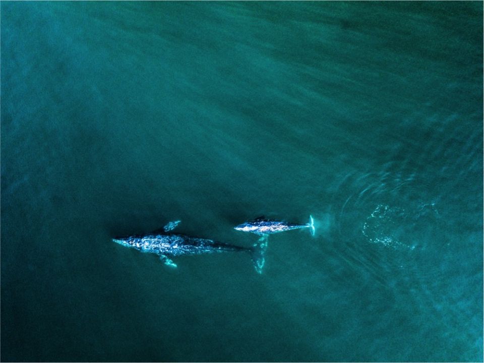 Ballenas, el Vízcaíno