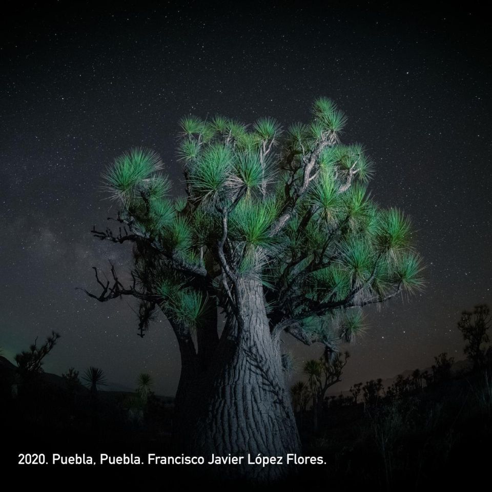 Arbol  Visión Forestal y Centinelas del Tiempo