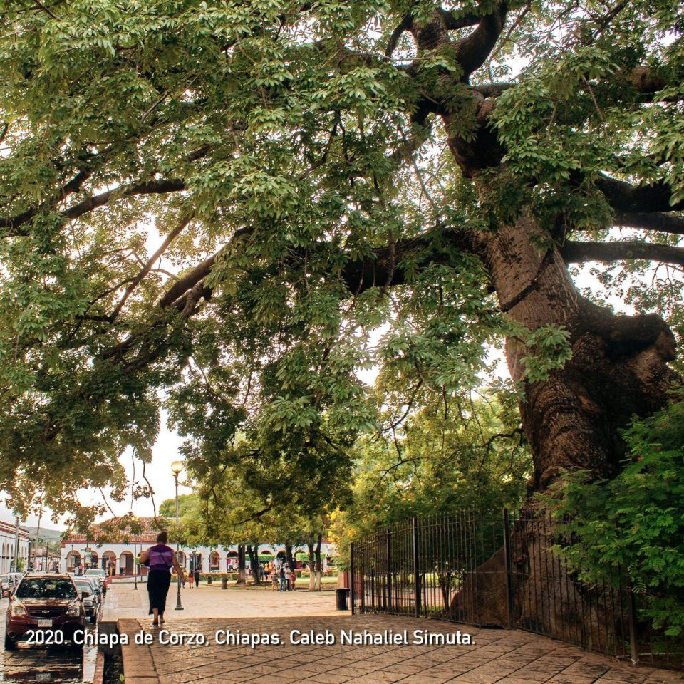 Arbol  Visión Forestal y Centinelas del Tiempo