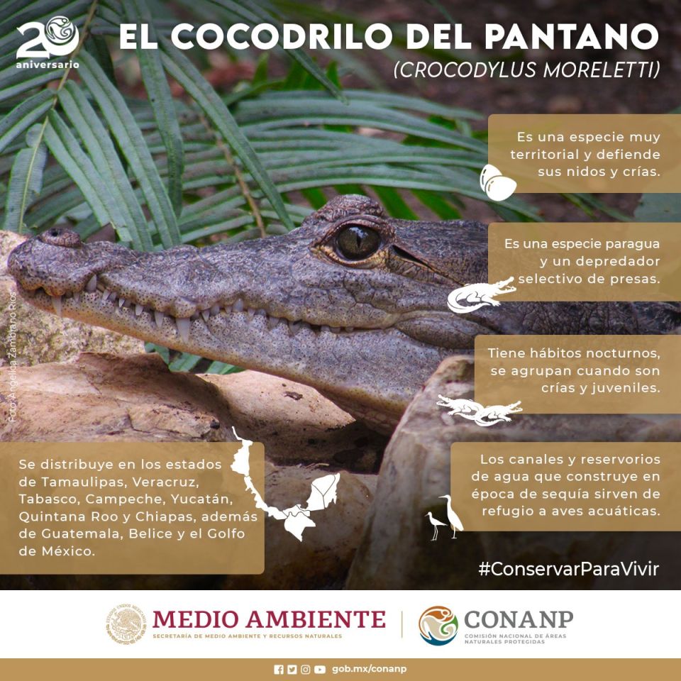 Inforgrafía del cocodrilo